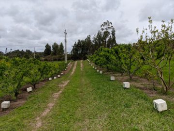Stio - Venda - Estrada - Canguu - RS